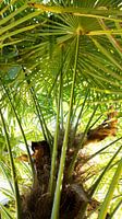 Palm tree in summer