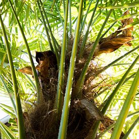Palmboom in de zomer van Lisa Becker