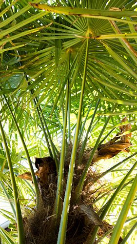Palmboom in de zomer