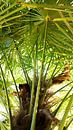 Palm tree in summer by Lisa Becker thumbnail
