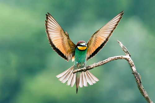 Bijeneter (Merops apiaster)