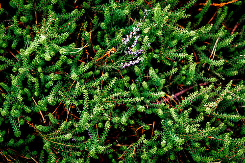 Macrophotographie verte d'une plante dans la région de la Veluwe