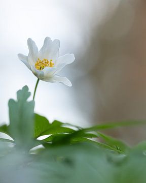 Bosanemoon van Liliane Jaspers
