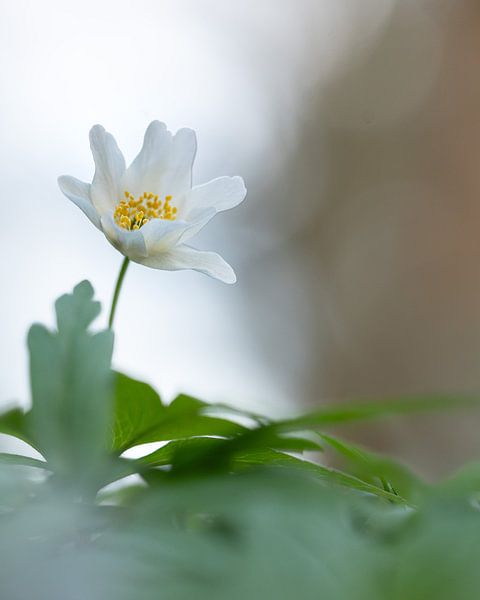 Wood anemone by Liliane Jaspers