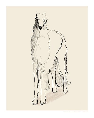 Borzoi Russian Wolfhound Pandc
