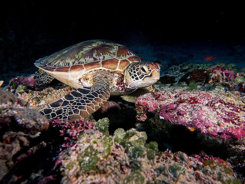 Green Turtle by Ilan Ben Tov