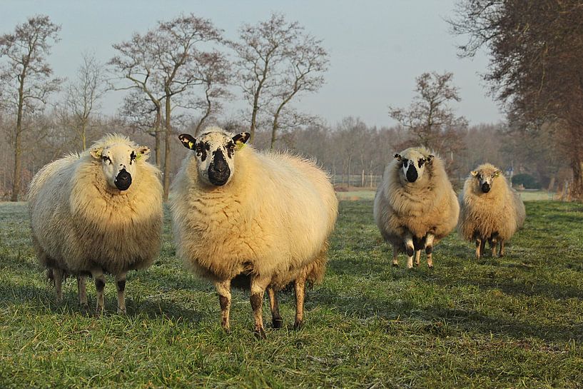 Schapen by Jojanneke Vos