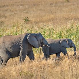 Olifanten trekken dor de Afrikaanse savanne van Natuurels