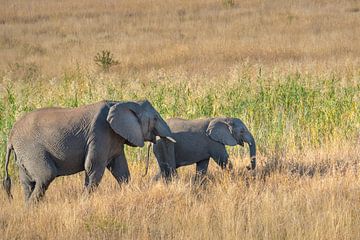 Elefanten durchstreifen die afrikanische Savanne von Natuurels