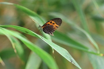 Vlinder, rustend op een blad van Daniëlle Eibrink Jansen