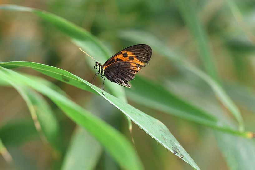 Papillon se reposant sur une feuille par Daniëlle Eibrink Jansen