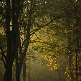 Lumière à travers les arbres sur Diane van Veen