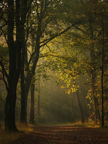 Lumière à travers les arbres sur Diane van Veen