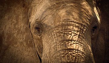201 Kenya Amboseli Elephant - Scan d'un film analogique