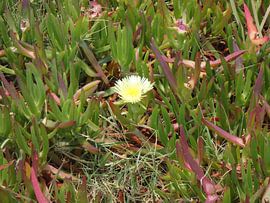 Bloem omringd door groen