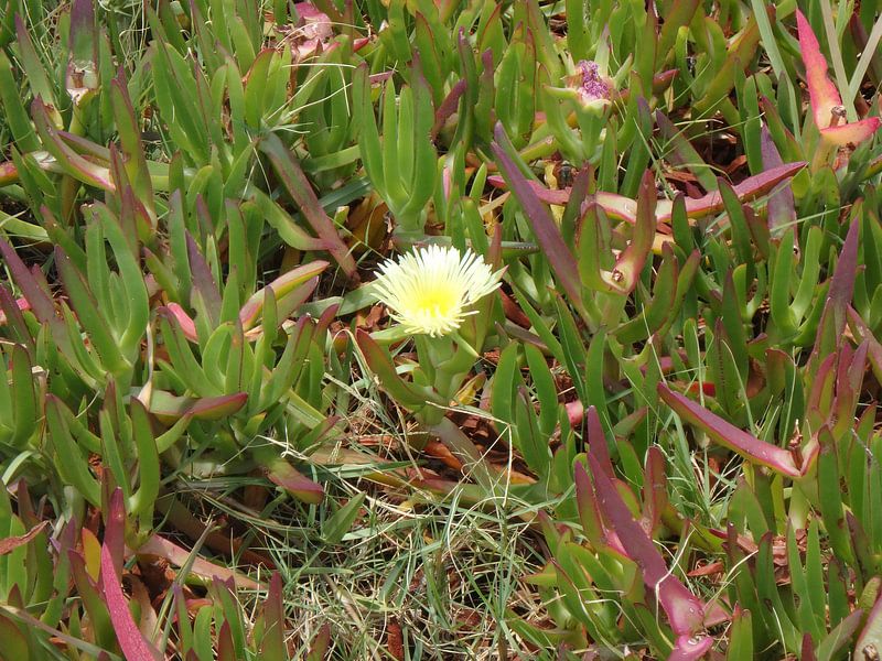 Bloem omringd door groen par Robin van Tilborg