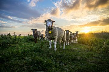 Moutons au coucher du soleil sur mirrorlessphotographer