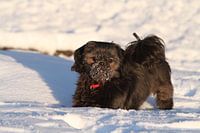 Hund im Schnee