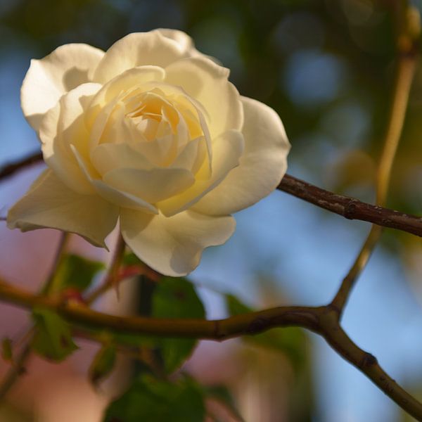 White rose by Georges Hoeberechts