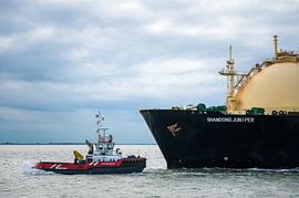 Water Street and Shandong Juniper by Jan Georg Meijer