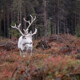 Forest Reindeer II by Vincent Croce