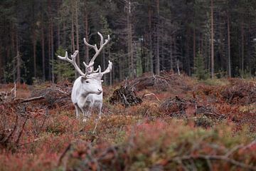 Forest Reindeer II sur Vincent Croce