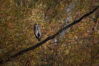 grey heron