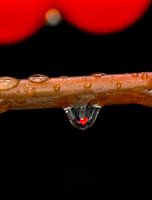 A Drop of Love