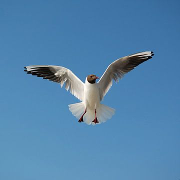 Fliegende Lachmöwe gegen blauen Himmel von Martin Hendriks