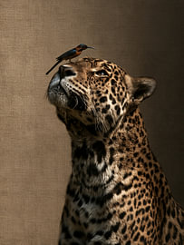 Leopard mit einem Vögelchen auf der Schnauze – Ausdrucksstarkes Tierporträt mit Rosettenmuster in warmen Erdtönen von Danny van Eldik