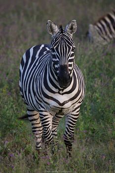 Zebra