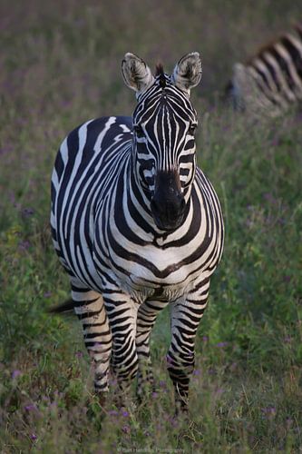 Zebra