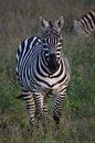 Zebra von Bart Hendriks Miniaturansicht