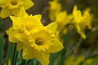 Narcissen, de vrolijke voorjaarsbloeier