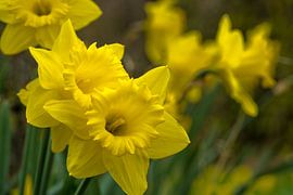 Daffodils, the cheerful spring bloomer by Goffe Jensma