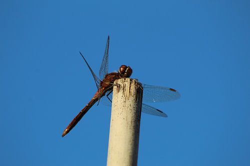 Red Dragonfly