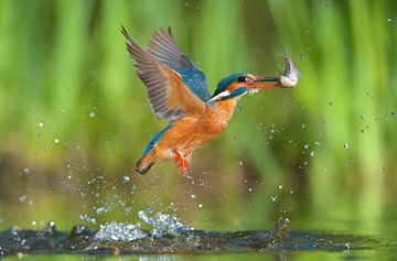 Kingfisher in action by IJsvogels.nl - Corné van Oosterhout