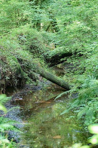 Niederländischer Dschungel