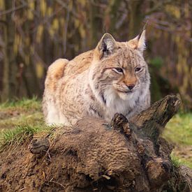 Lynx van Br.Ve. Photography