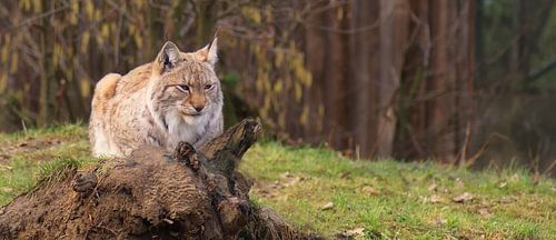 Lynx