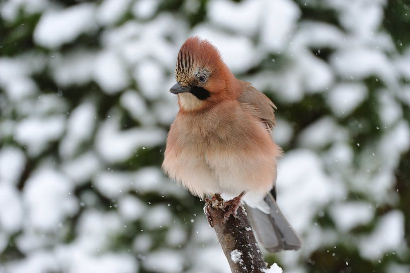 Vlaamse gaai in de winter van Karin Jähne
