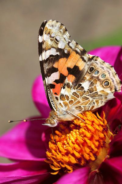 Schmetterling von Thomas Jäger