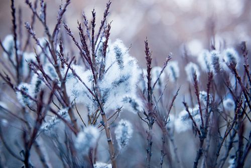 Zachtheid in de bergen van Nepal
