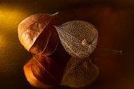 Eyecatcher: Together with reflection (still life of two lanterns) by Marjolijn van den Berg thumbnail