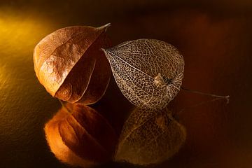 Together (still life of two lanterns of the lantern plant) by Marjolijn van den Berg