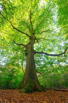 Vieux hêtre dans une forêt de hêtres sur Sjoerd van der Wal Photographie