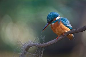 Eisvogel