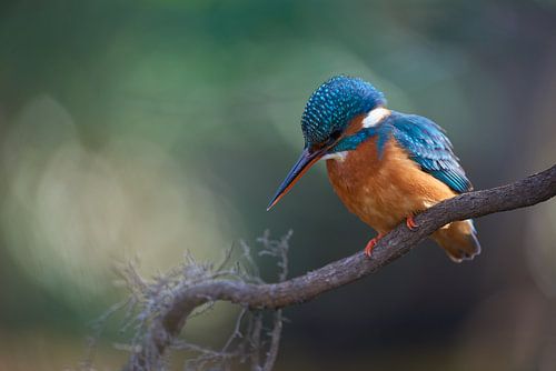 IJsvogel