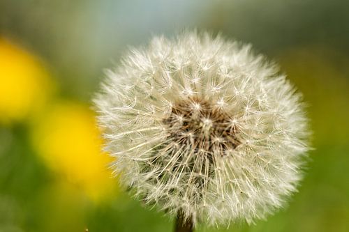 Pardenbloem in bloei