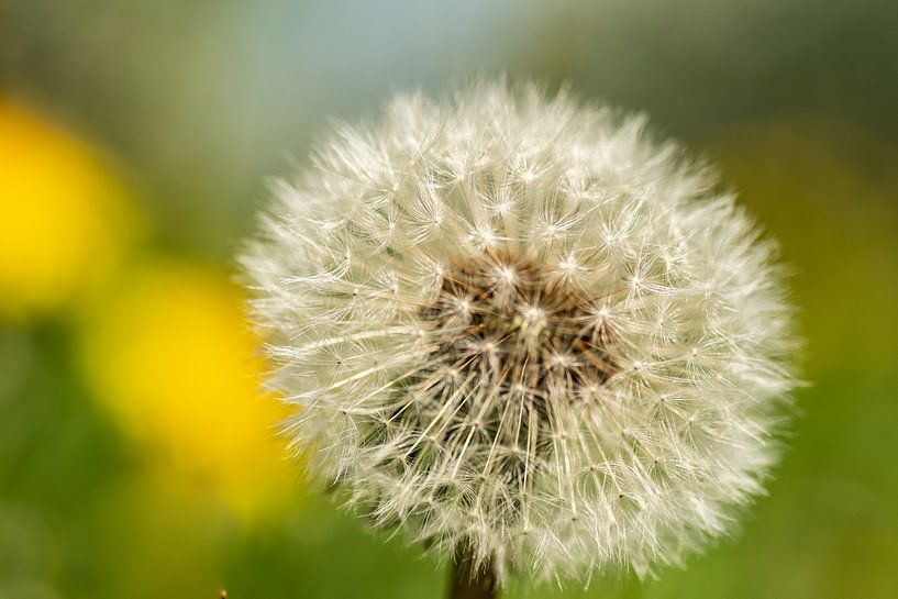 Pardenbloem in bloei von Arie Jan van Termeij